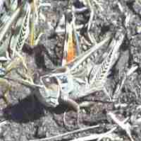 En esta fotografía difundida por el Consejo Agrario se observa a dos ejemplares de Diclocus, una especie de langosta que tiene gran capacidad de depredación.