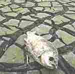 Pez muerto a causa de la sequía en un embalse de China. (Foto: Reuters).