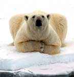 Un ejemplarde osos polar en el Ártico. (Foto: AP).