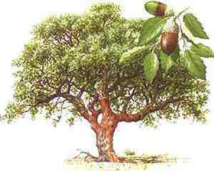 El alcornoque puede alcanzar más de 30 m de altura, aunque 9 m es un porte mucho más común. Los árboles jóvenes son desprovistos de su corteza cuando tienen entre 15 y 20 años.
