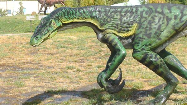 Megaraptor sp. (Novas,1998).