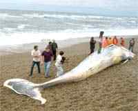 El cuerpo del cetáceo de casi 15 metros de longitud y unas 20 toneladas fue arrojado hacia la playa de pedregullo por la fuerte marejada.