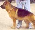 El nombre del ejemplar canino es «Heiko Von del Dido» y su propietario es Esteban Benítez, quien se dedica al adiestramiento de perros en la ciudad.