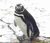 El pingüino de Magallanes (Spheniscus magellanicus), fue avistado por los primeros europeos en el viaje de Magallanes en 1520.