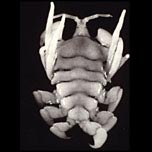 Los ciánidos parecen cangrejos en miniatura y tienen entre 0.5 y 1.5 centímetros de longitud.