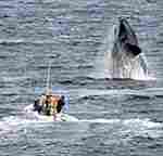Fue exitosa la promoción mundial de la llegada de las ballenas a Chubut.